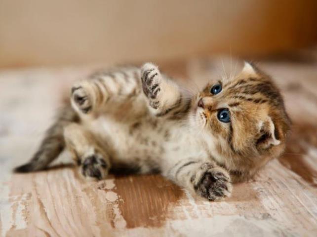 خرید گربه پرشین