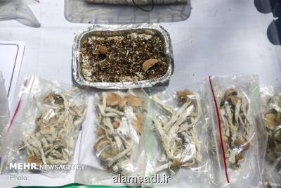 آدرس غلط غربی ها درباره ترانزیت مواد مخدر از ایران