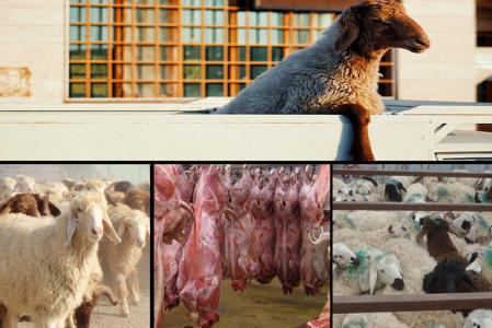 توقیف بزرگترین محموله قاچاق دام زنده به كشورهای حوزه خلیج فارس