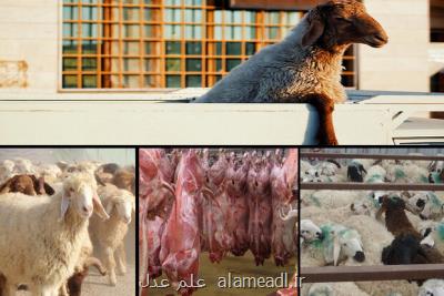 توقیف بزرگترین محموله قاچاق دام زنده به كشورهای حوزه خلیج فارس